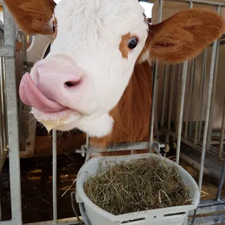 Apartament Knogler-bauer *