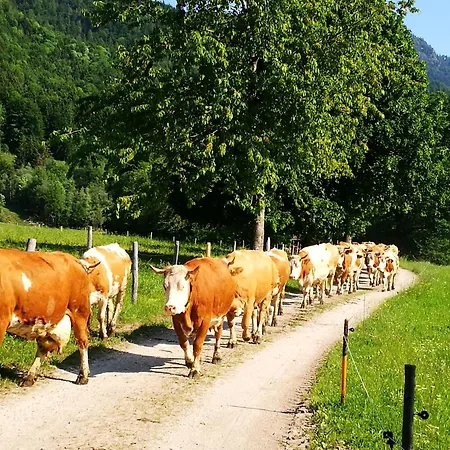 Apartament Knogler-bauer *